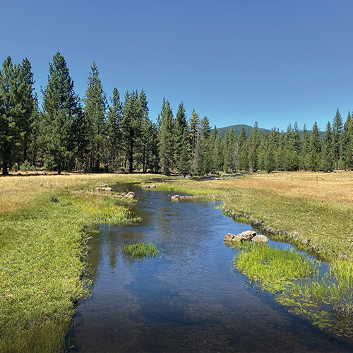Collins Almanor Forest, FSC-certified forests, forest management