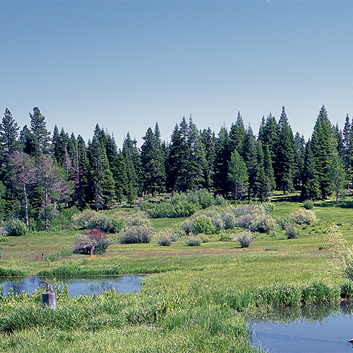 Collins Lakeview Forest, FSC-certified forests, forest management