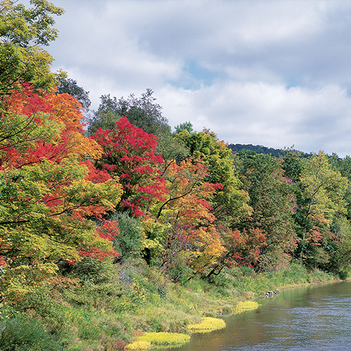 Certified by the Forest Stewardship Council, Collins maintains their commitment to land and resource stewardship through management of 370,000 acres of forestland across the U.S.