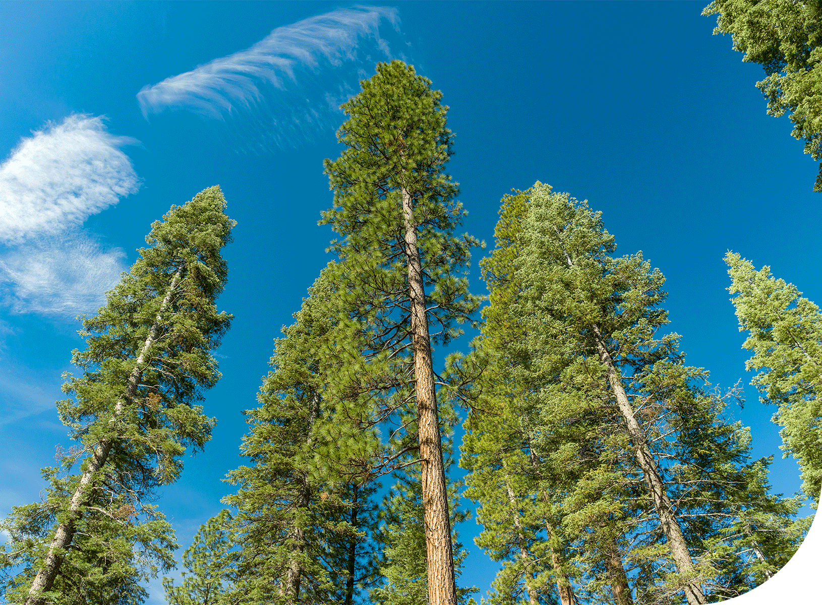 Collins awards and certifications, FSC certification, Chain of Custody certification, award-winning forests