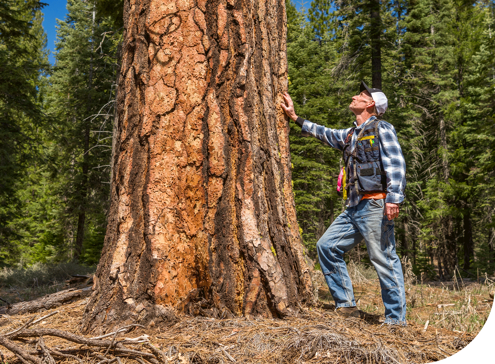 Collins careers, forestry job opportunities, Doing What Matters