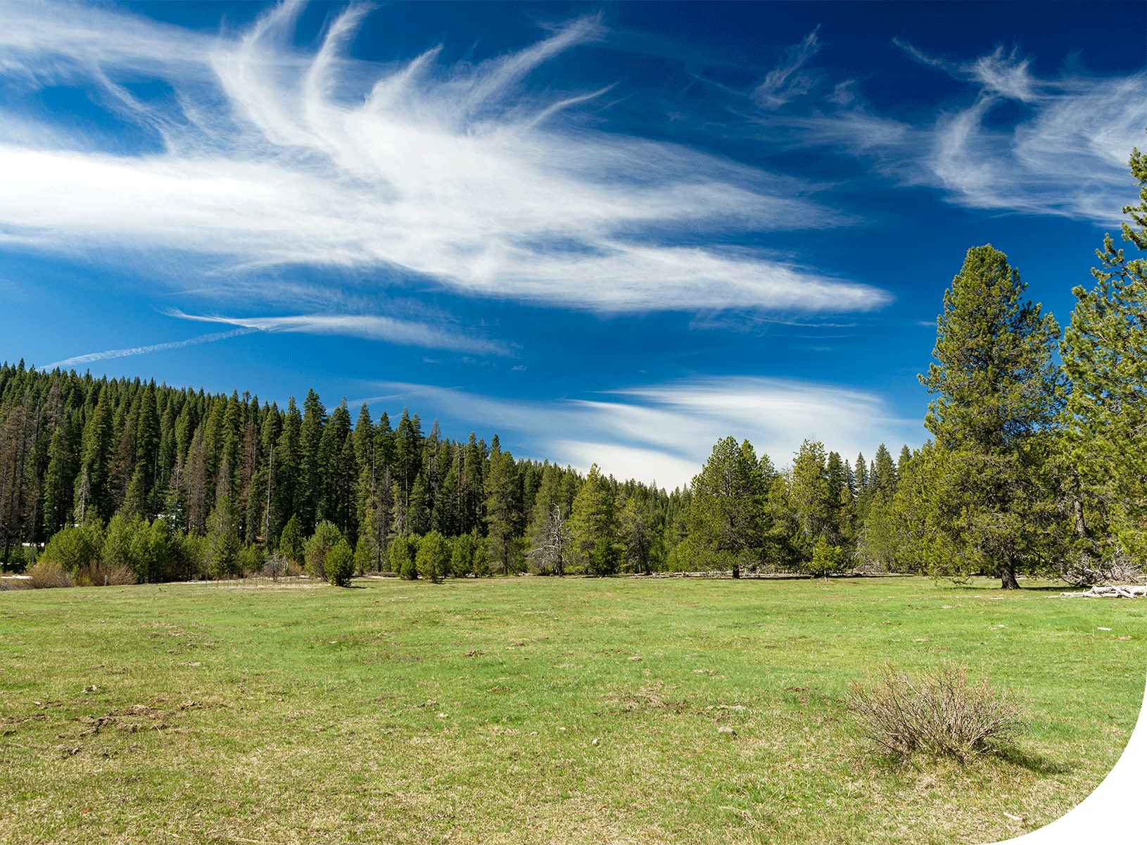 FSC-certified forests, sustainable forest and wildlife management, Collins Almanor Forest, Colllins Lakeview Forest, Collins Pennsylvania Forest