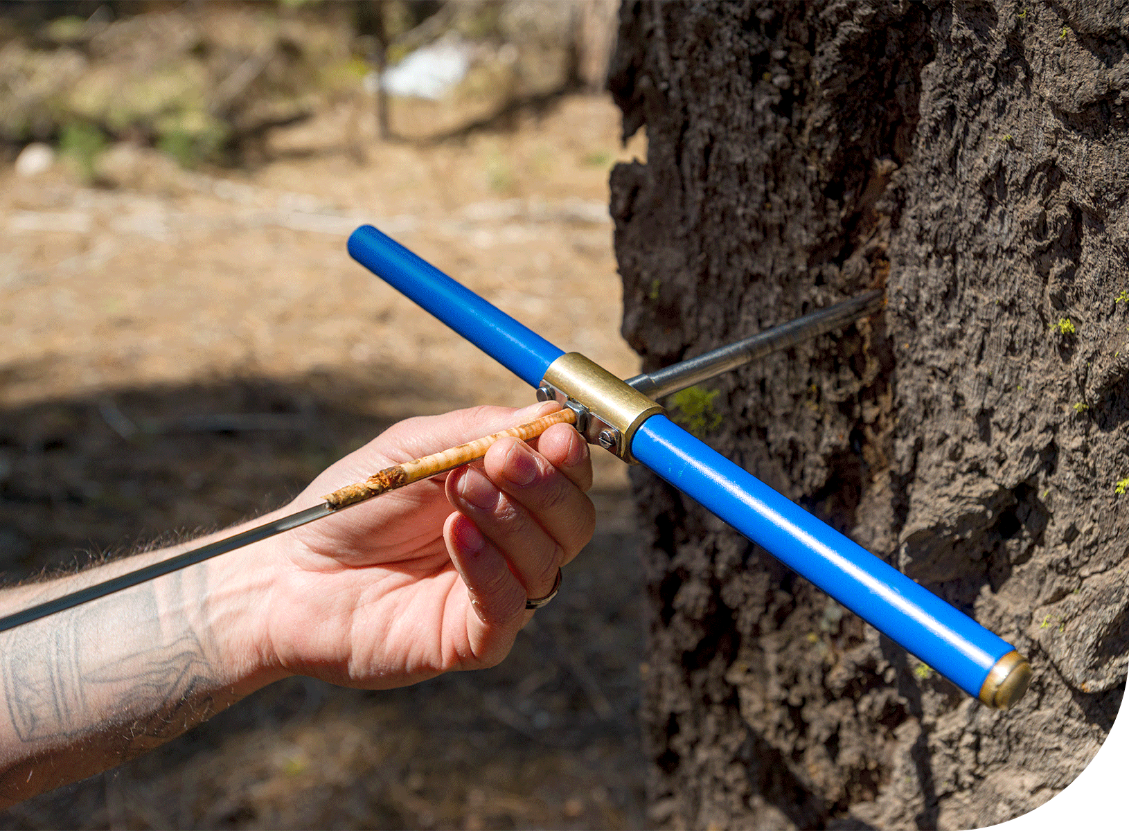 Collins core values, sustainable forestry practices, environmental stewardship, helping to build a better world