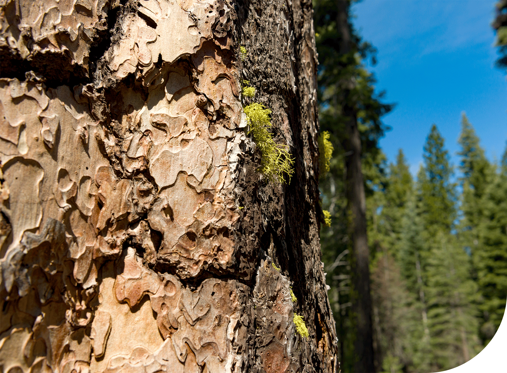 Collins staff, corporate team, forestry