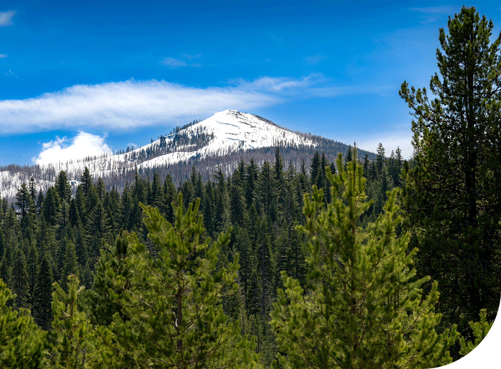 Forest Stewardship Council, FSC-certified, forestry, sustainability certification