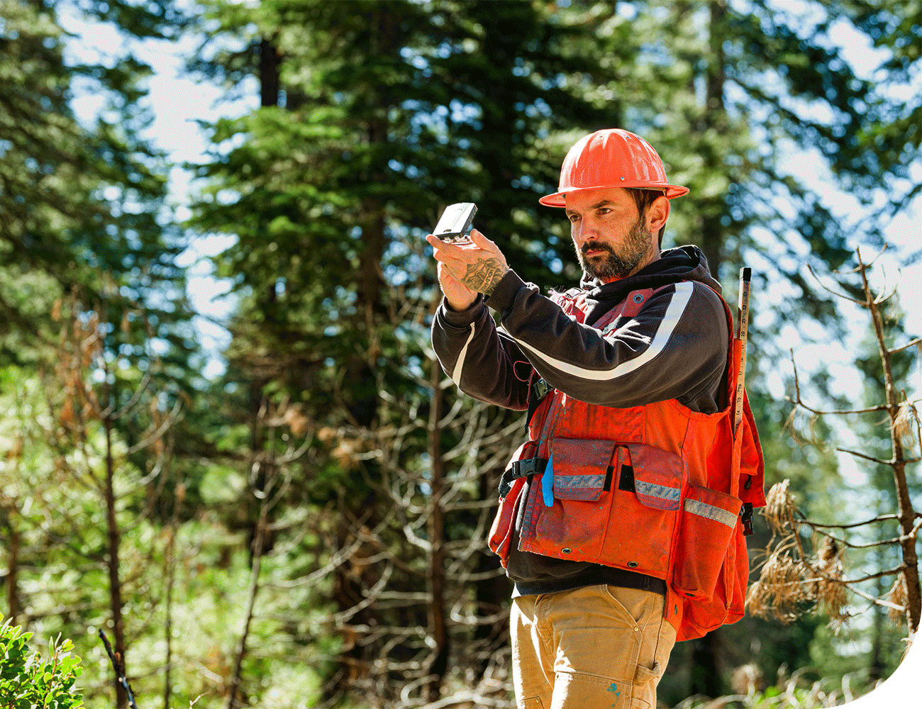 Sustainability, responsible forestry practices, FSC-certified forests