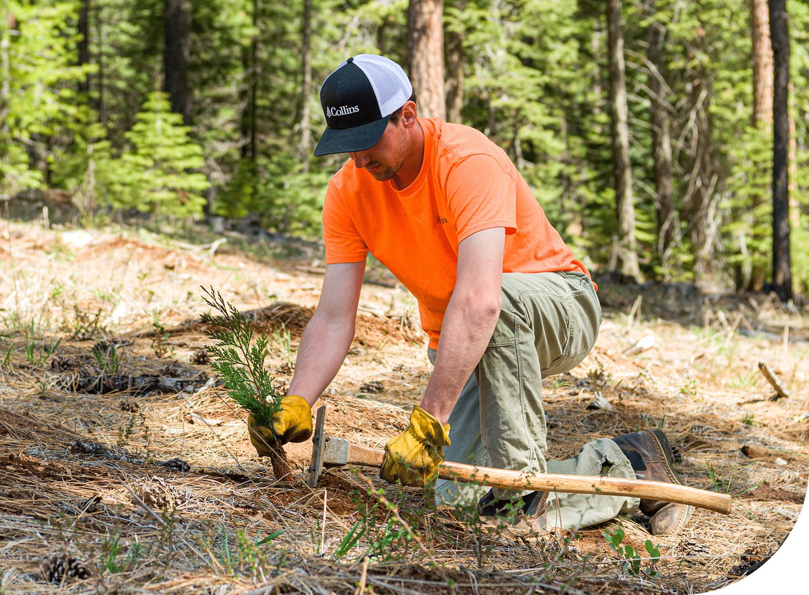Sustainability, responsible forestry practices, FSC-certified forests, planting seedlings