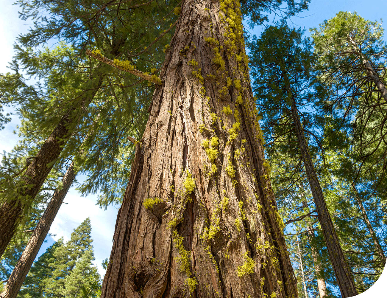 Upward view of Ponderosa pine tree