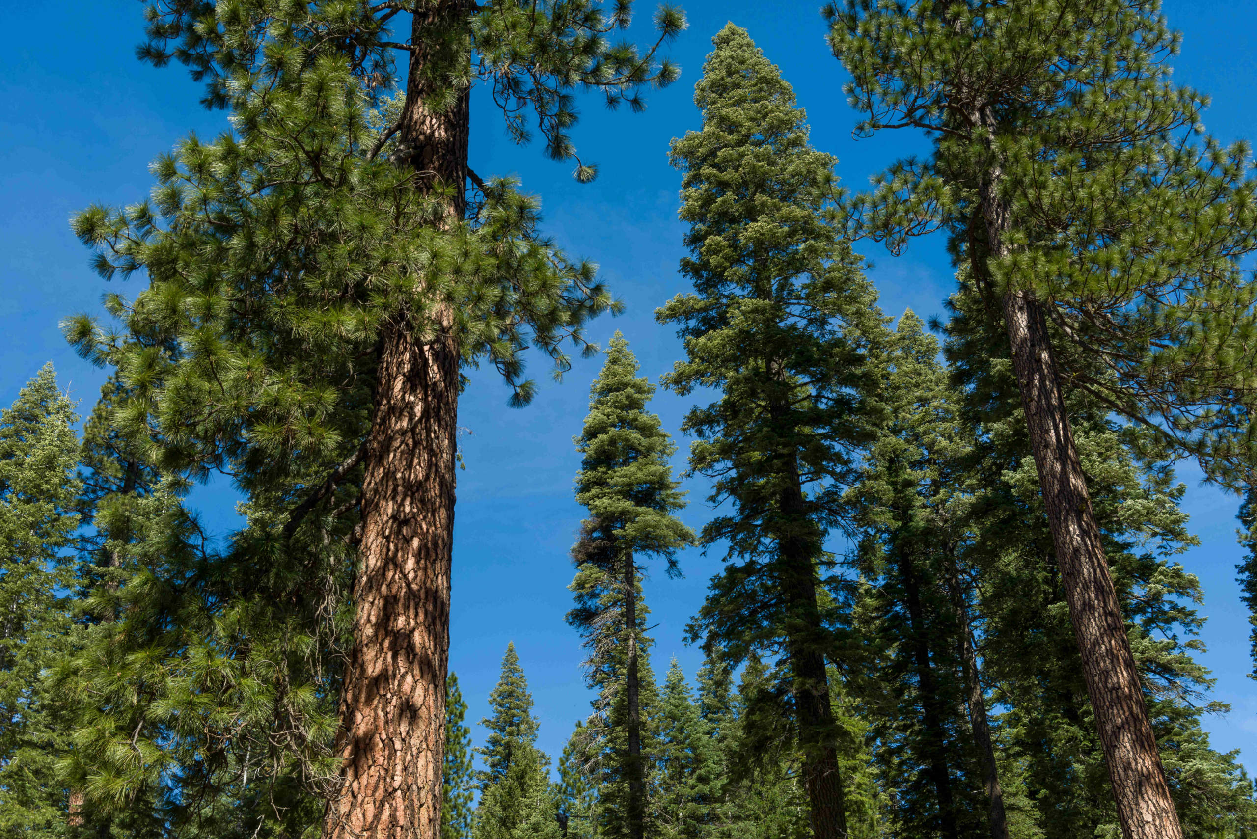 Upward View of Ponderosa Pine